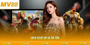 Cách cược đá gà ăn tiền