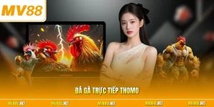 Đá gà trực tiếp Thomo